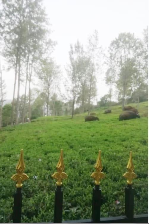 Franc Villa - Kothagiri Kotagiri Bagian luar foto